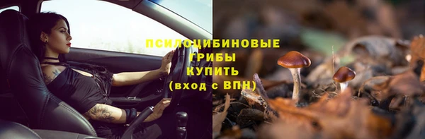 прущие грибы Гусиноозёрск